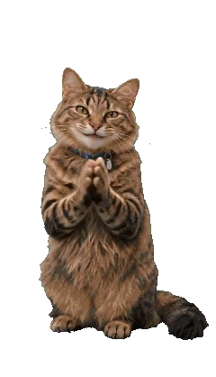 Applause cat