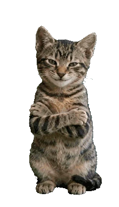 Little tabby clapping reaction