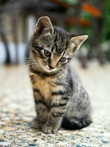 Little tabby before generation