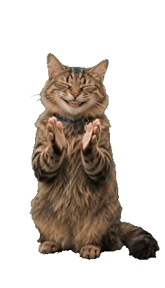 Oops cat