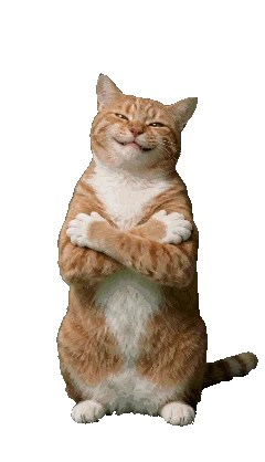 Orange tabby clapping reaction