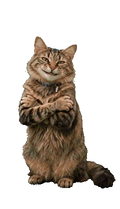 Fluffy tabby clapping reaction