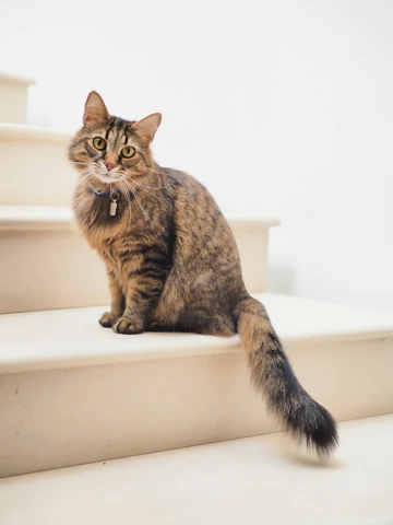 Fluffy tabby before generation
